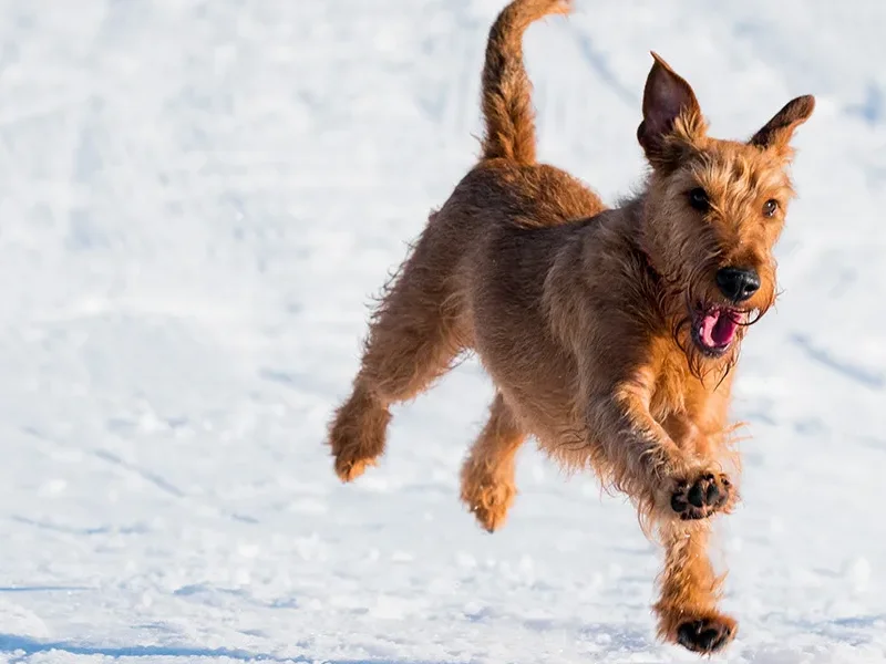 Pet-friendly hotel in Silverton — Prospector Motel