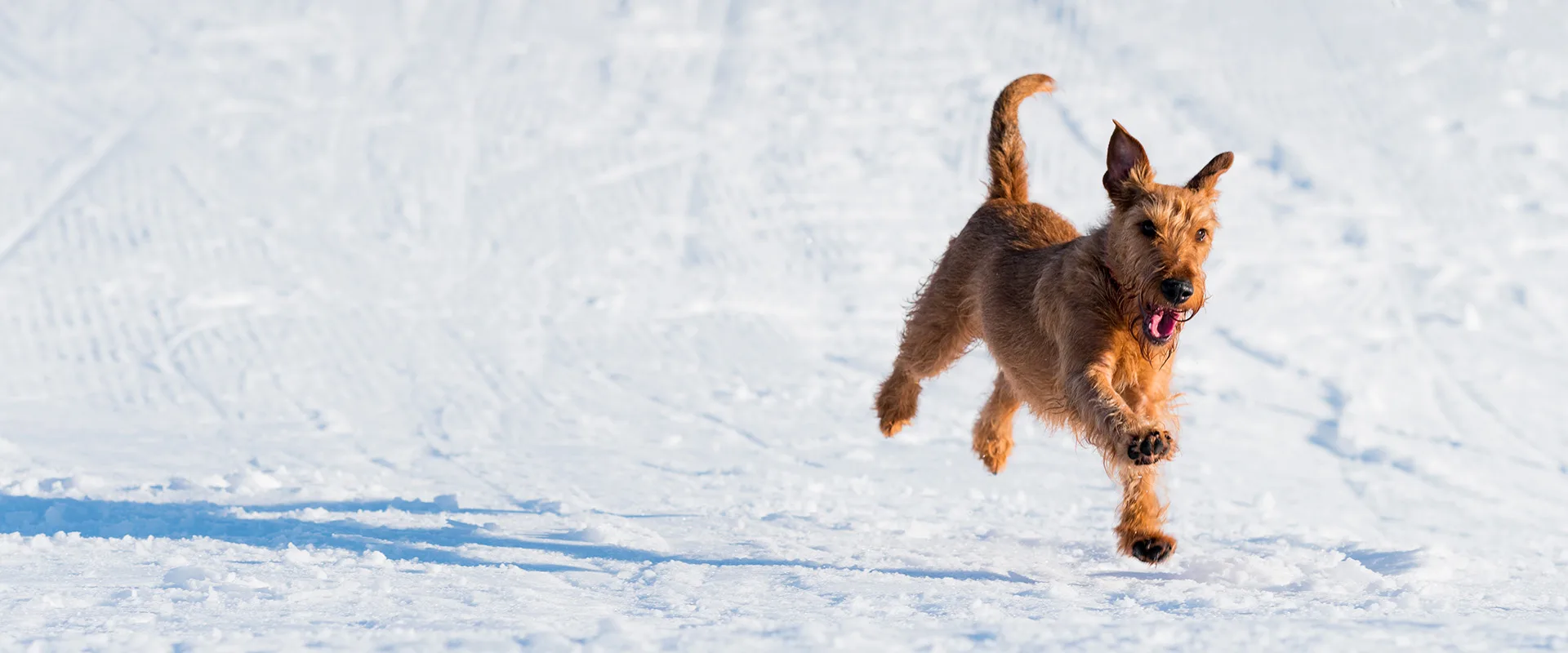 Pet-friendly motel in Silverton, Colorado — Prospector Motel